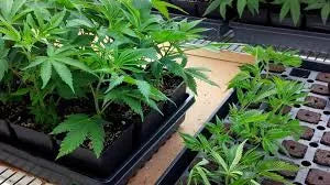 What Are Cannabis Clones?