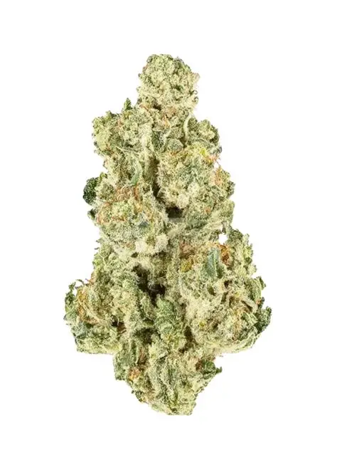 Blessed Herbs- Orange Tree (3.5G) Hybrid