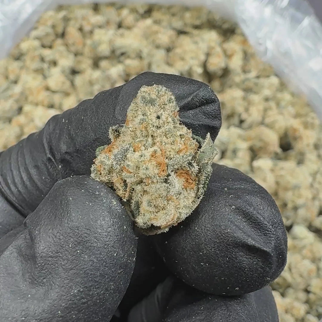 Revelry -Pre Pack (3.5G) Citrus Smoothie