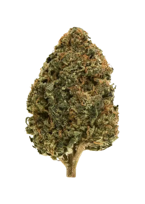 Gold Spectrum- Strawberry Banana (7G) Hybrid