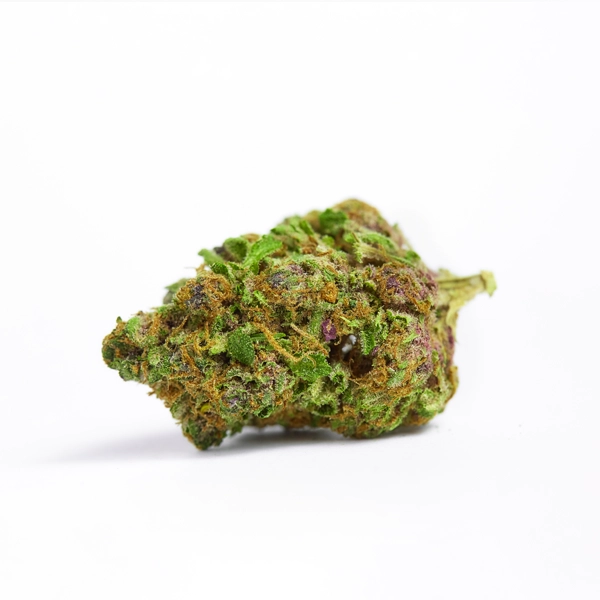 Gold Spectrum- Lemon Pastry (7G) Hybrid