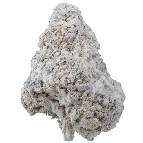 Fuego- Snowball ( 1G) Indica-Hybrid