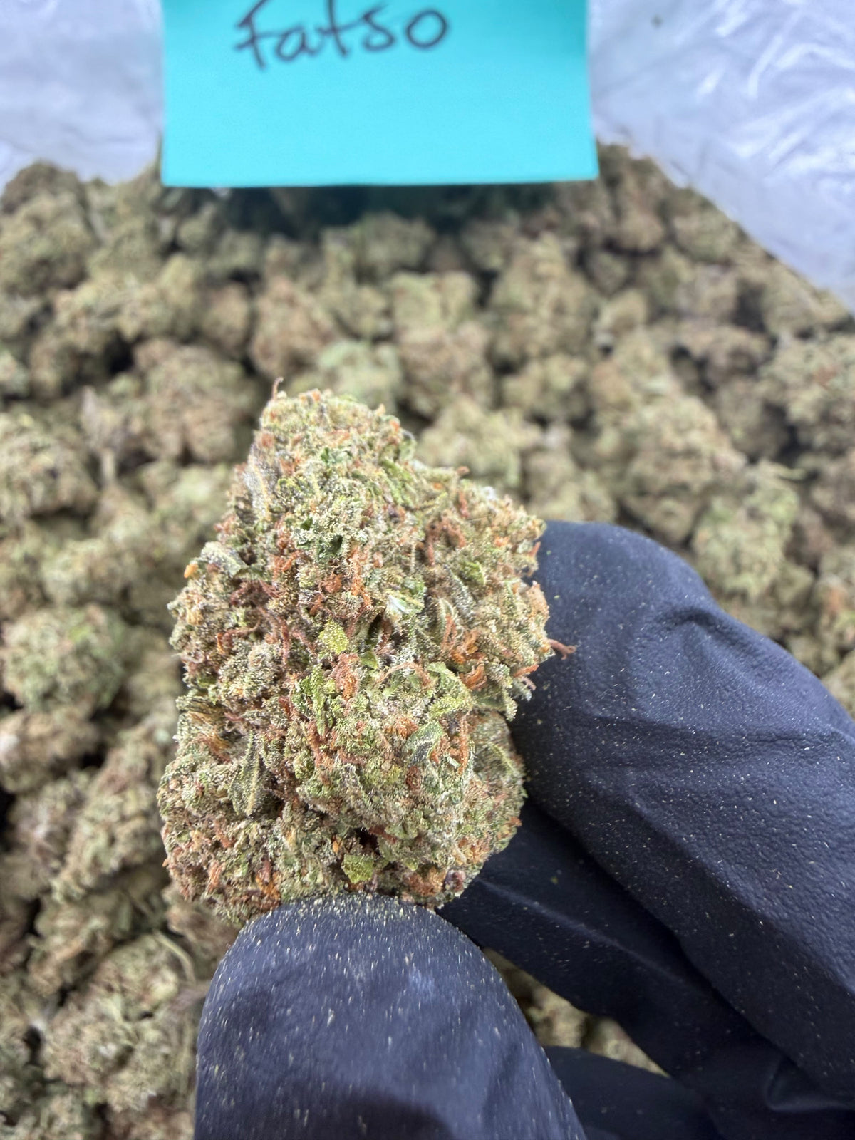 Bay Smokes- Fatso (Indica-Hybrid) 1G