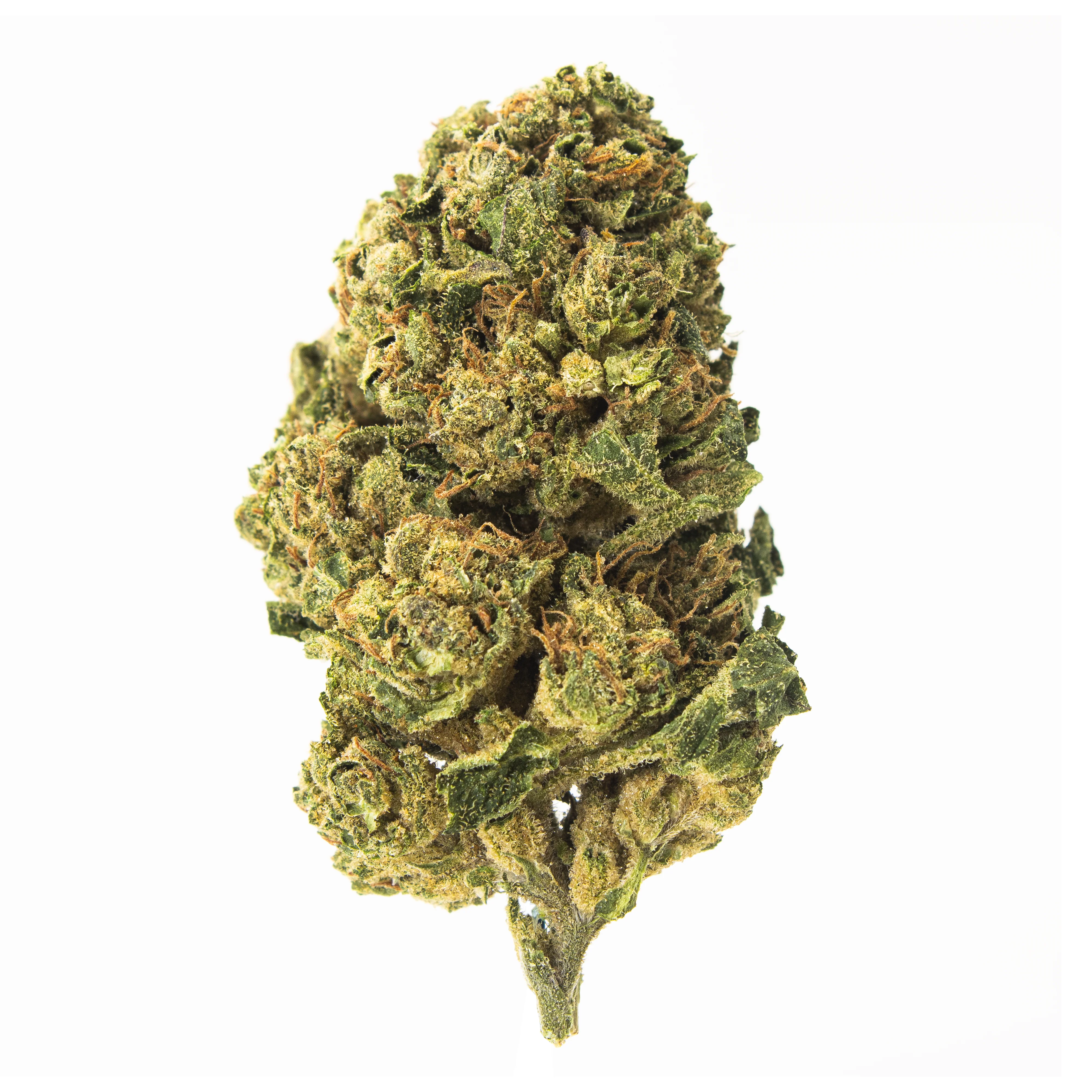 Gold Spectrum- Modified Banana (7G) Hybrid