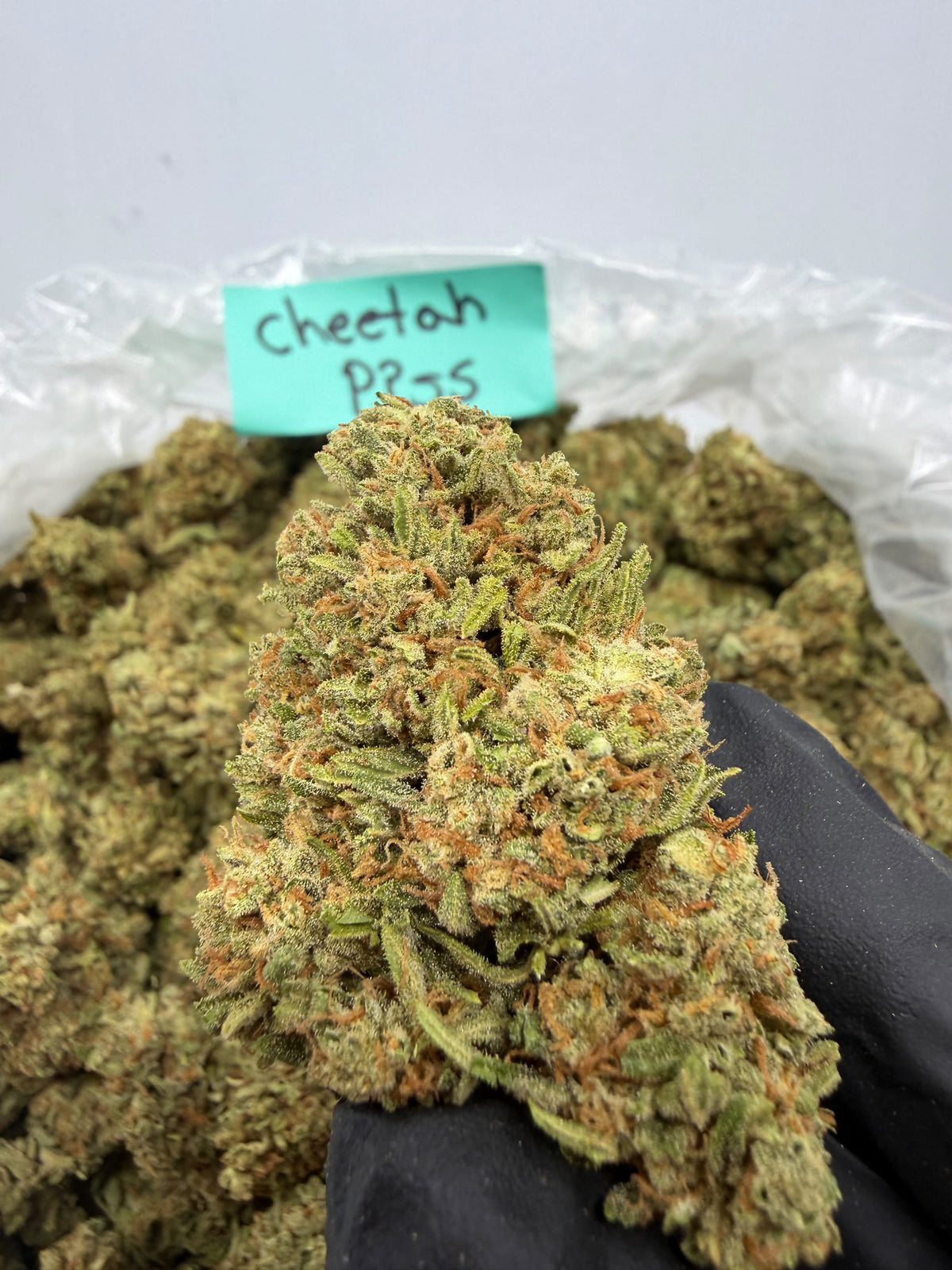 Bay Smokes- Cheetah Piss (Hybrid) 1G