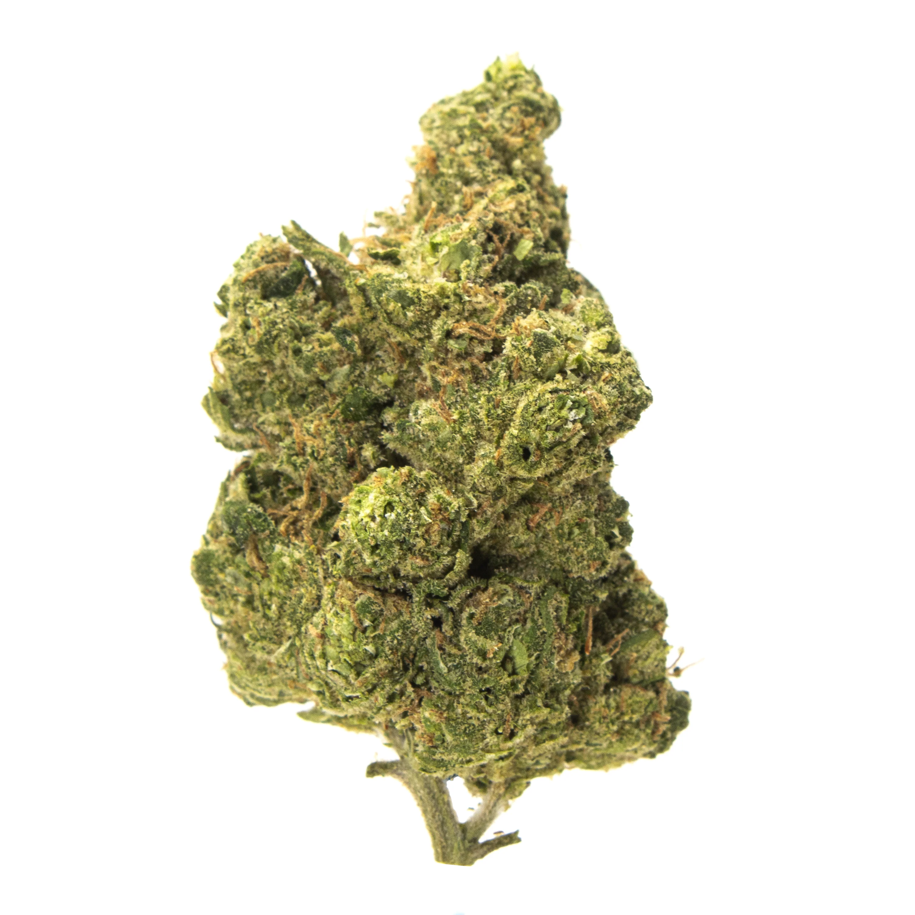 Gold Spectrum- Full Gas (3.5G) Indica