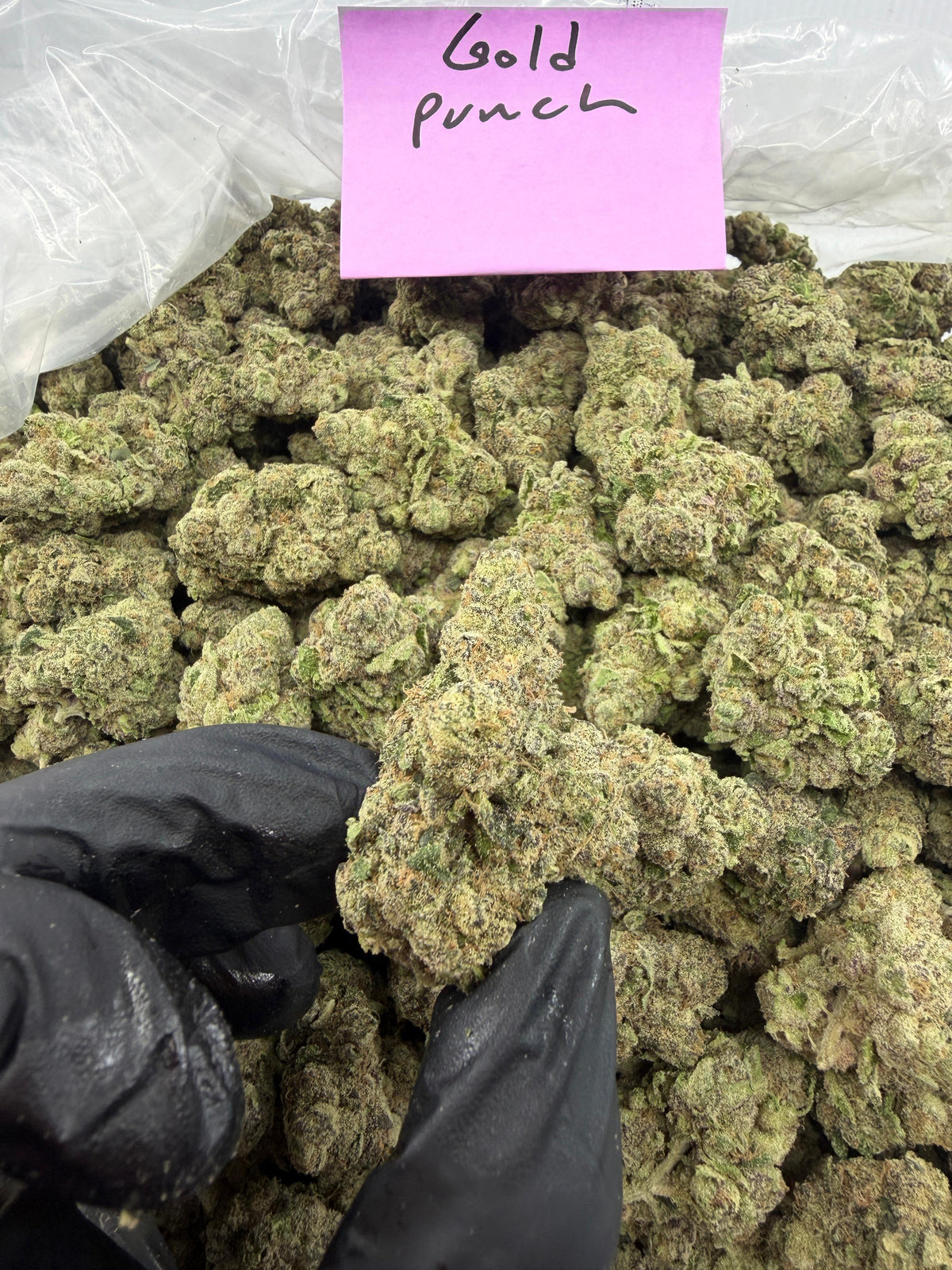 Bay Smokes- Gold Punch ( 1G) Sativa-Hybrid
